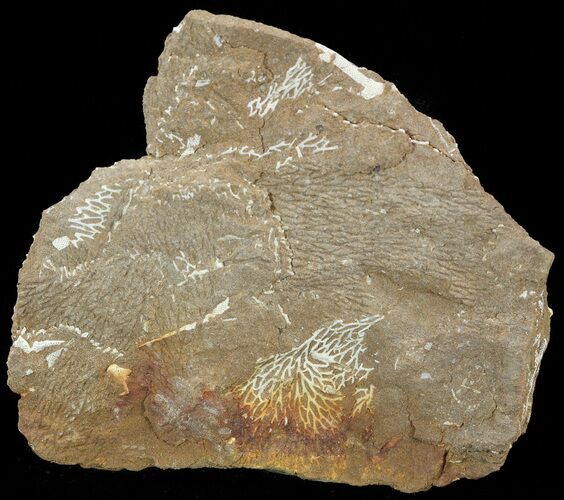 Ordovician Bryozoans (Chasmatopora) Plate - Estonia #49953